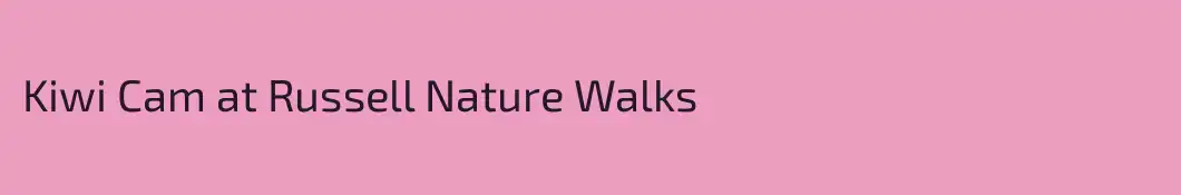 Kiwi Cam at Russell Nature Walks